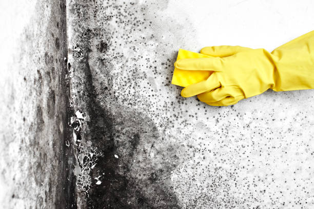 Best Fast Mold Removal  in Center Point, NM