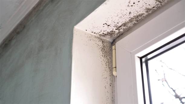 Best Best Mold Removal Companies  in Center Point, NM
