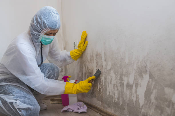 Best Best Mold Removal Companies  in Center Point, NM