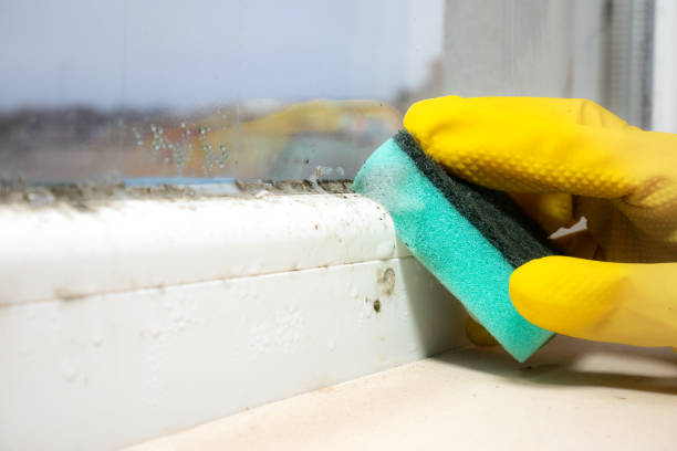 Best Office Mold Removal Services  in Center Point, NM