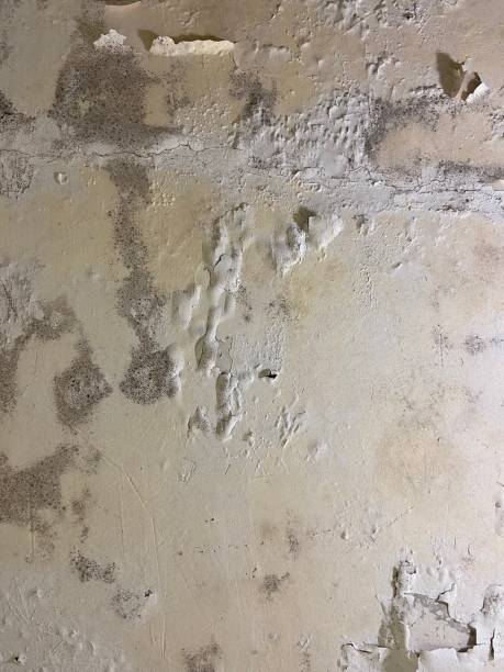 Best Certified Mold Removal  in Center Point, NM