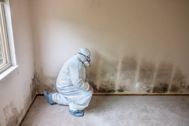 Best Emergency Mold Removal  in Center Point, NM