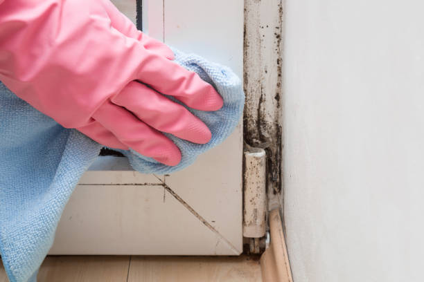 Best Local Mold Removal Service  in Center Point, NM