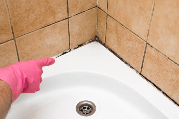 Best Crawl Space Mold Removal  in Center Point, NM